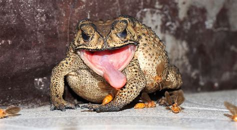 frog butt picture|The Secrets of the Frog Butt: What You Didn’t Know.